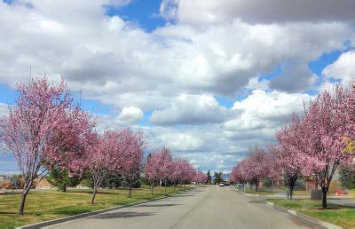 11 Spring in Boise, Idaho ideas | boise, idaho, spring