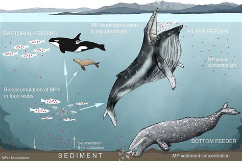 Modelling provides insight into the risks microplastics pose to marine ...