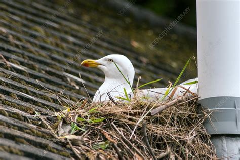 European herring gull nesting - Stock Image - C034/5236 - Science Photo ...