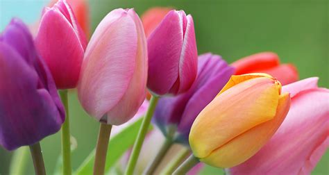 Celebra la primavera con tulipanes - Interflora