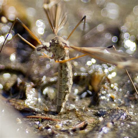 Common Crane Fly (Tipula oleracea) depositing her eggs | Flickr - Photo Sharing!