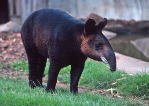 National animal of Belize | Interesting facts about Tapir