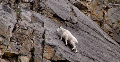 FlipFact (February 28, 2020): How do mountain goats climb nearly ...