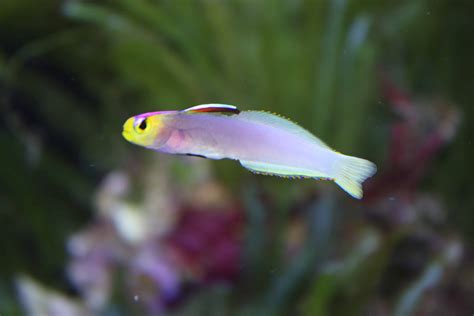 Absolutely Fish Blogs - Marine Fish for the Reef Aquarium