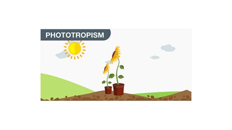 What are tropic movements in plants?