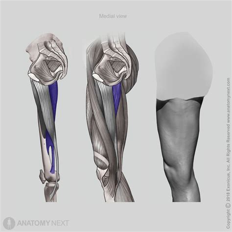 Adductor magnus | Encyclopedia | Anatomy.app | Learn anatomy | 3D models, articles, and quizzes