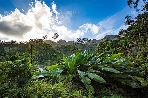 云克国家森林波多黎各风景优美