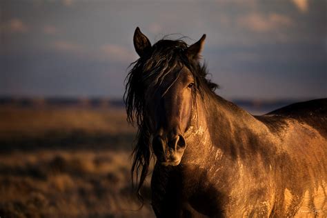 Black Mustang Horse | Wyoming | Fine Art Photos by Tamara Gooch