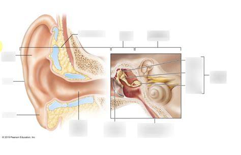 Ear Diagram | Quizlet