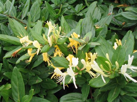 JAPANESE HONEYSUCKLE – Lonicera japonica 125mm | Weslor Flowers Plant ...