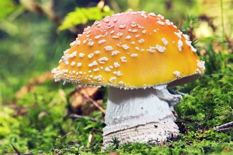 Fungi Mushroom Poisonous Free Stock Photo - Public Domain Pictures