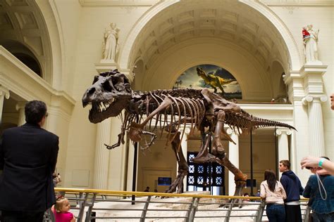 Tyrannosaurus Skeleton in a Museum : Free Download, Borrow, and ...