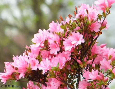 Pink Azalea Bush | Pink azaleas, Azalea bush, Azaleas