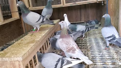 Pigeon Breeding Update (2020) - YouTube