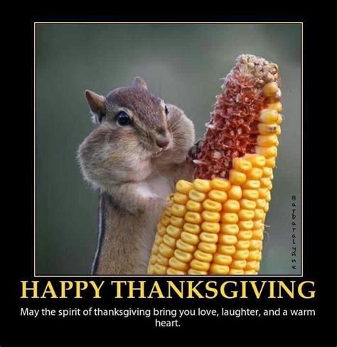 Squirrel Thanksgiving! | Funny animals, Cute animals, Animals beautiful