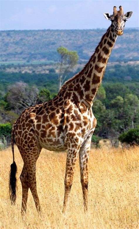 Better Ideas: Giraffe: Standing Tall Above the Rest