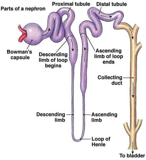 an image of the anatomy of the human intestruction system with labeled parts