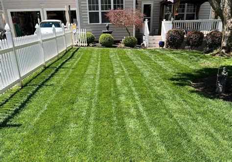 What Does A Tall Fescue Lawn Look Like: A Visual Guide | LawnHelpful.com