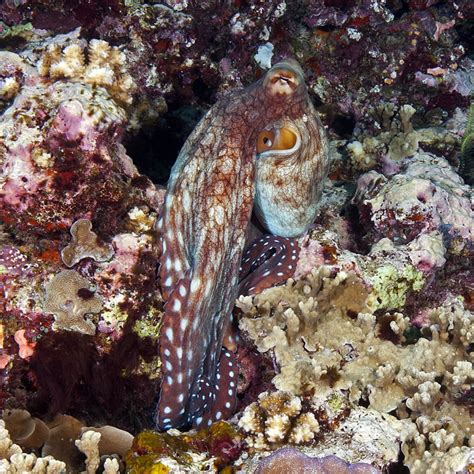 Cephalopods of Solomon Islands (KSLOF)Living Oceans Foundation