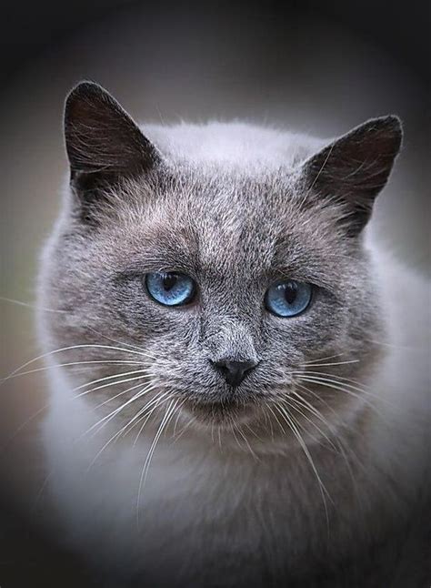Blue eyes | Cats, Grey cats, Beautiful cats