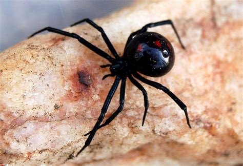 black widow spider predator picture 5 : Biological Science Picture Directory – Pulpbits.net