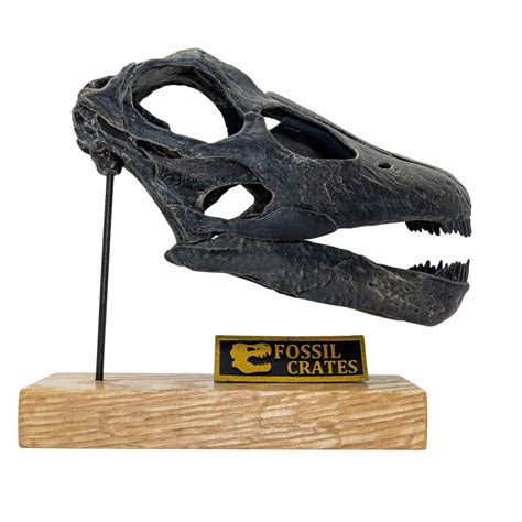 Apatosaurus brontosaurus Excelsus Scaled Skull - Etsy