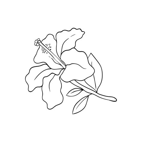 Hibiscus Flower Line Art, Hibiscus Drawing, Flower Drawing, Hibiscus Sketch PNG and Vector with ...