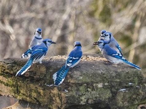 Blue Jay | Celebrate Urban Birds