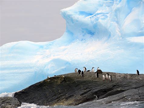 South Orkney & South Shetland Islands: Vibrant Scenery, Stunning Wildlife