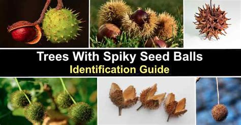 Trees With Spiky Seed Balls (With Pictures) - Identification Guide