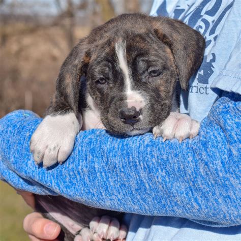 Dog for Adoption - Big Mac, a Boxer in Forest Park, IL | Alpha Paw