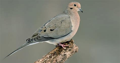 Mourning Dove Sounds, All About Birds, Cornell Lab of Ornithology