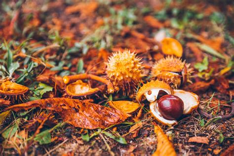 Propagating Horse Chestnut Trees – Learn About Growing New Horse Chestnuts