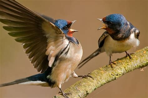 Learn More About Birds with These Courses | Bird Academy • The Cornell Lab