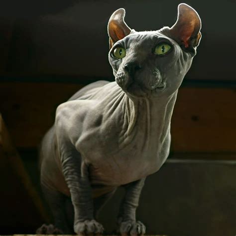 Elf Sphynx Cat kitten with green eyes #sphynx #sphynxcat #elfsphynx # ...