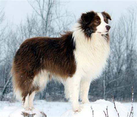 Border Collie Breed Guide - Learn about the Border Collie.