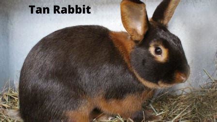 Latest Rabbit Breeds Price In India (I Go To Kolkata Pet Market Every Weekend) (2024)