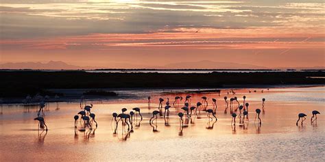 What to See and Do in Camargue, France