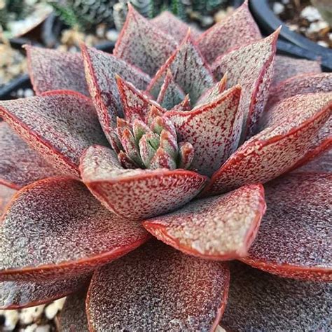 Beautifully Stressed—the art of growing colorful succulents | Chopstic