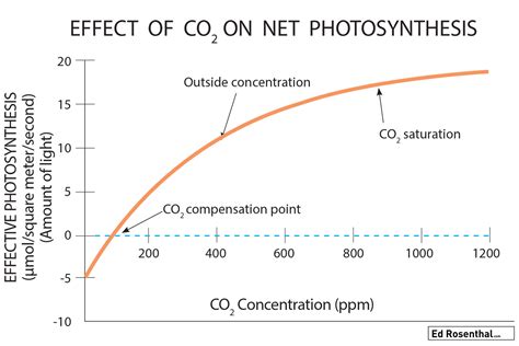 Cannabis And CO2: Why Plants Suffer If They Don’t Get At Least A Minimum Amount Of CO2 — Ed ...