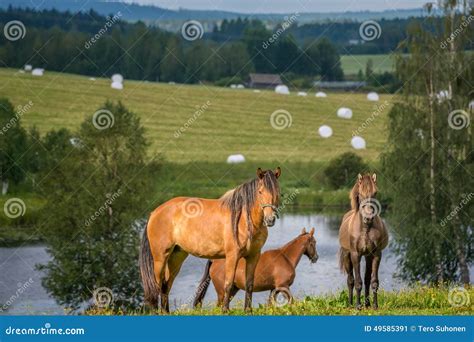 Horsess and hay bales stock image. Image of lake, beautiful - 49585391