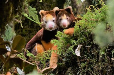 Greetings from the Tree Kangaroo Conservation Program!