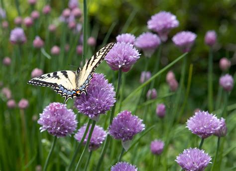 Slug repellent plants: 8 plants that slugs won't eat | Homes & Gardens