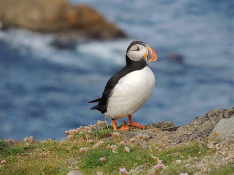 Fun Facts About Puffins for Kids - Owlcation