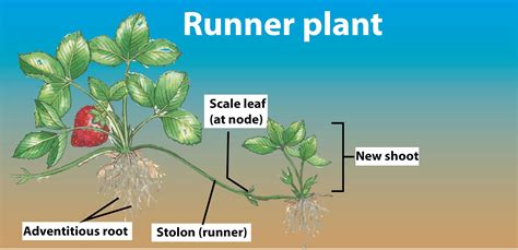 Plant Runners