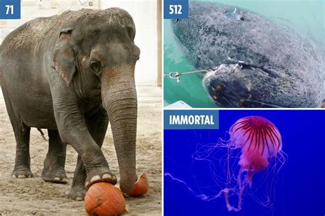 The world’s oldest animals from the 500-year-old shark born before ...