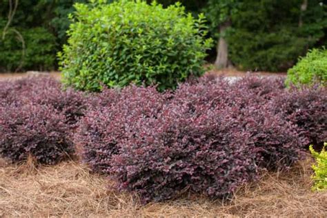 Loropetalum chinense var. rubrum Crimson Fire™ (Chinese Fringe Flower)