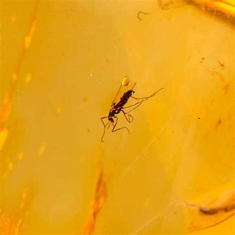 Natural Baltic Amber with Mosquito Fossil Insect Inclusion