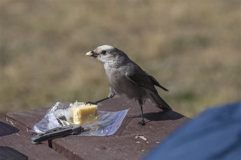 camp robber | On a camping/photography trip to western Color… | Flickr