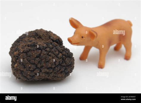 Truffle pig hi-res stock photography and images - Alamy